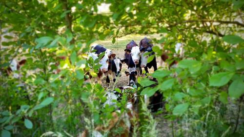 Glamping Des 2 Marguerites