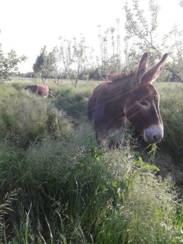 Agroturismo Pecore Ribelli