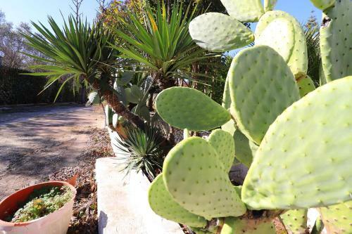 Apartamento Casa Vacanza Malvasia Nera Otranto
