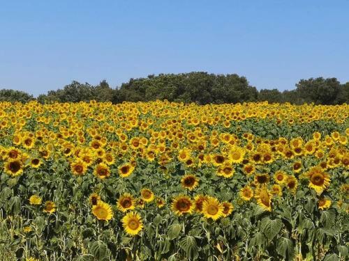 Podere Baloo Suvereto