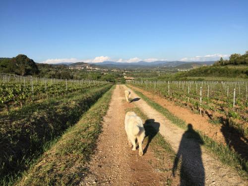 Podere Baloo Suvereto