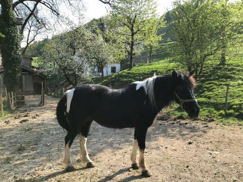 Hostal Pension Ober