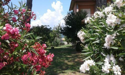 Hostal B&B Il Limone