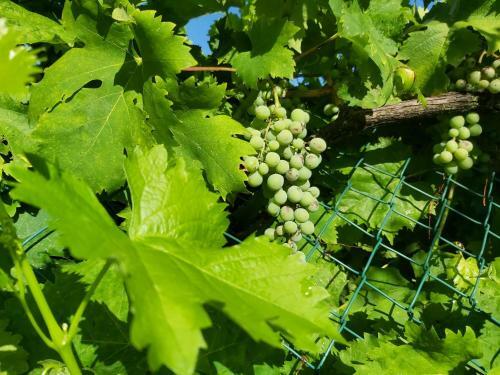 Apartamento Villa La Mucchia - Lavanda