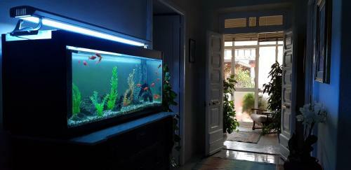 Marco's House