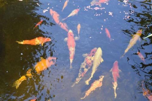 Au Printemps Japonais