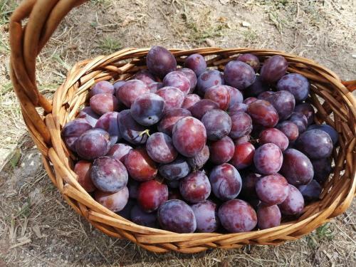 Bed & Breakfast Masseria Le Querciole