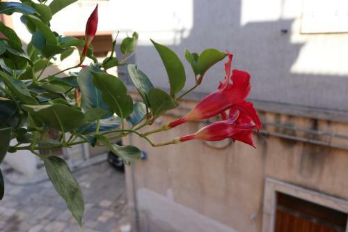 Bed & Breakfast Casa Antica