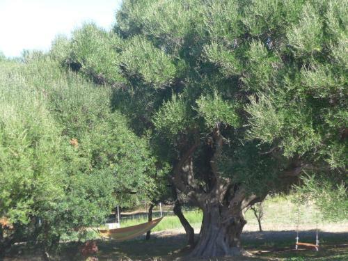 Agriturismo Gli Olivastri - Casa Ginestre