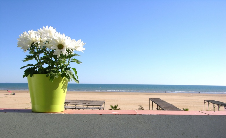 Apartamentos Calypso