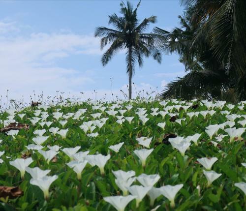 Hotel Afro Beach Butre