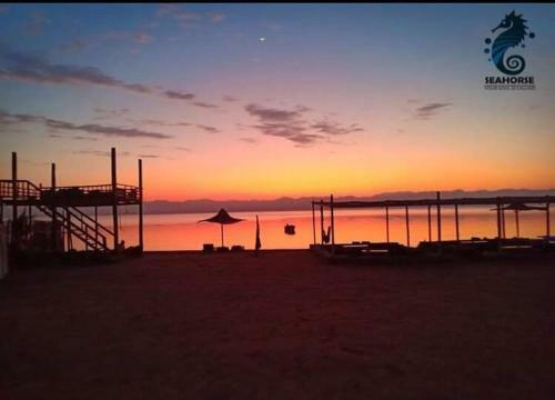 Sea Horse