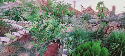 Bed & Breakfast Tazol House
