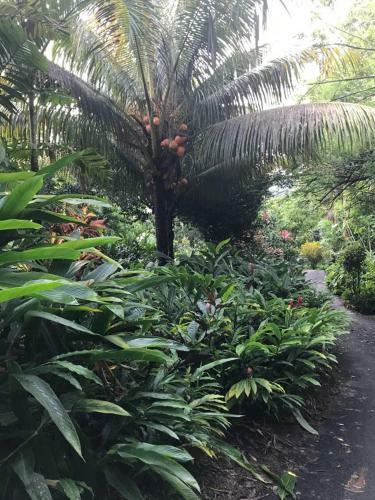 Tropical Garden Self Catering