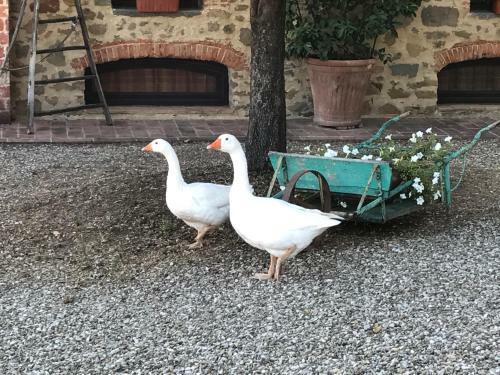 Agroturismo Podere La Fausta