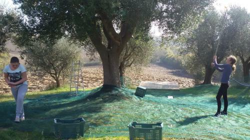 Apartamento Tenuta Tredici Ulivi