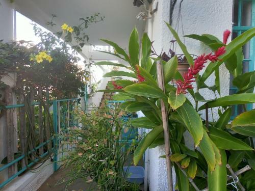 Hostal Appartement & Studio Lolla