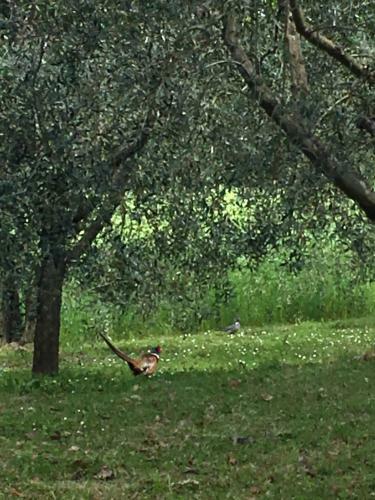 Podere Abbazia B&B