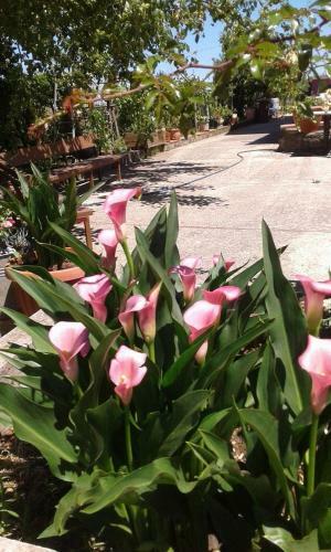 B&B Passo Del Falco