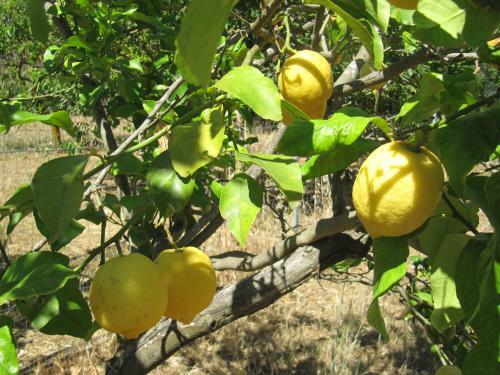 Bed & Breakfast I Limoni