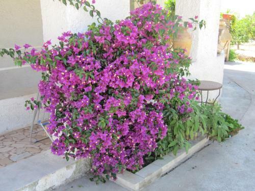 Bed & Breakfast I Limoni