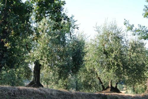 Agroturismo Villa Caprera