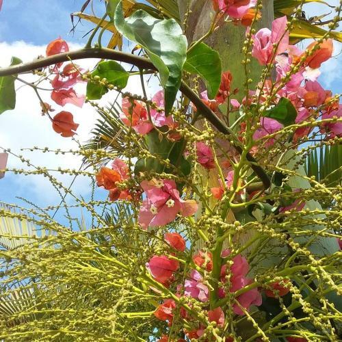 Apartamento Le Bougainvillier Rose