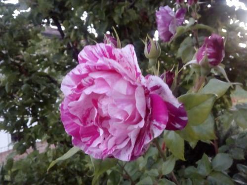B&B Rosalu - Adults Only