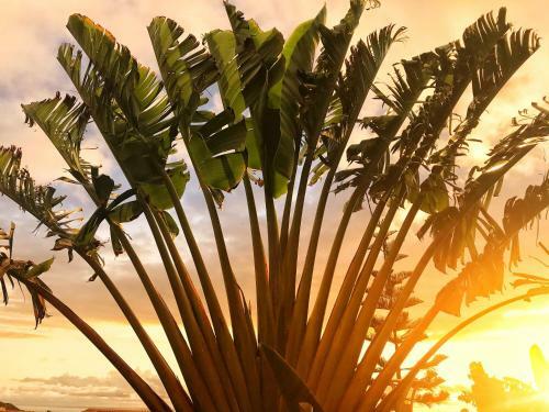 Hostal Villa Moai 974