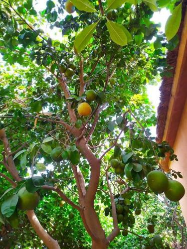 Hostal Chambres D'h�tes Les Cases B�nadou