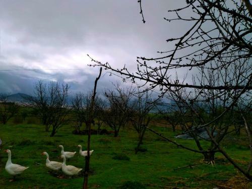 Hostal Ferme D?h�te La Vall�e