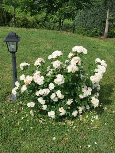 Villetta Le Rose