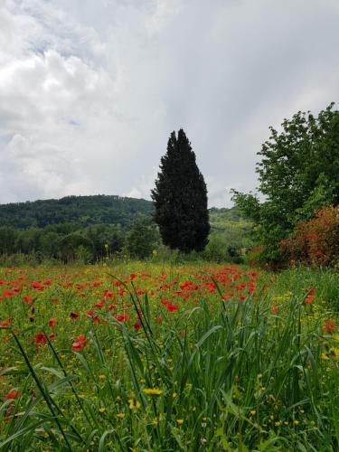 Sweet In Chianti