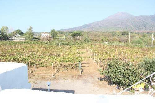 Tenuta Sul Vesuvio " Il Vigneto "