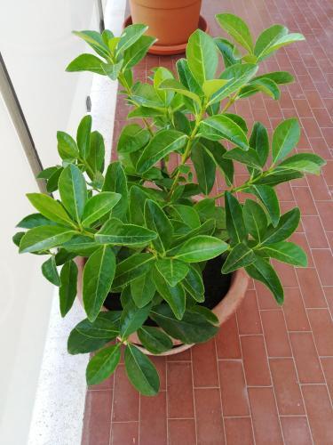 Apartamento Casa Vovos'