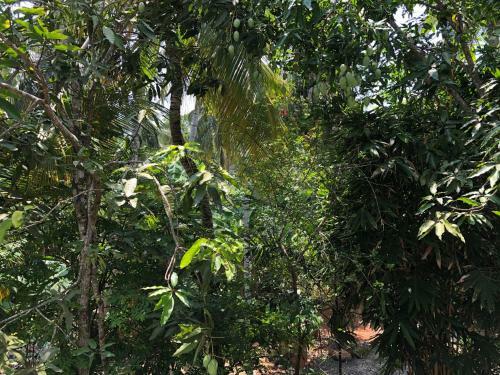 Ayurveda Homestay