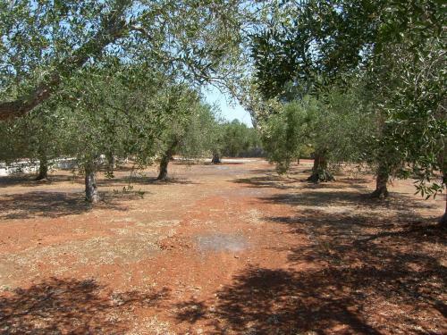Tenuta Miliceddu