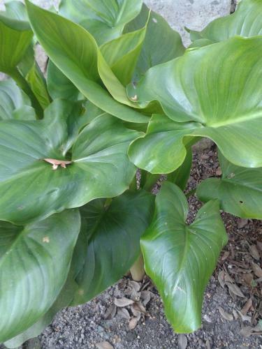 Bed & Breakfast Chambres D'h�tes Bleynie-ruine de Rome