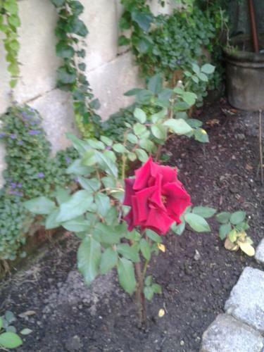 Bed & Breakfast Chambres D'h�tes Bleynie-ruine de Rome