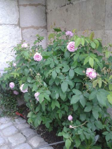Bed & Breakfast Chambres D'h�tes Bleynie-ruine de Rome