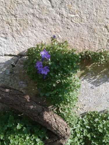 Bed & Breakfast Chambres D'h�tes Bleynie-ruine de Rome