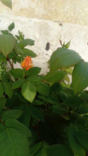 Bed & Breakfast Chambres D'h�tes Bleynie-ruine de Rome