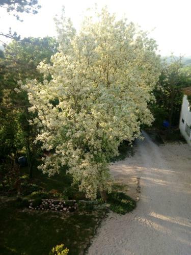 Agriturismo Belmonte