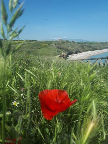 Nel Cuore Di Vasto