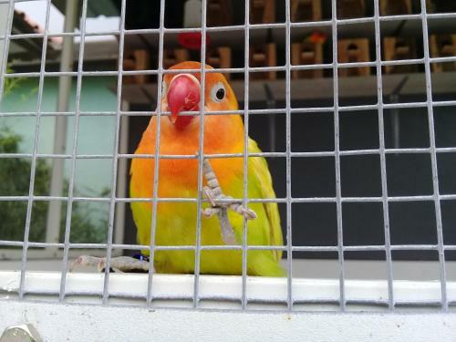 Hotel Wisma Lovebird