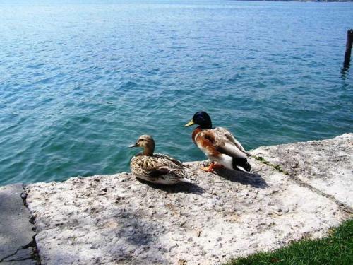 Apartamento Appartamento Lago Di Garda, Gardaland