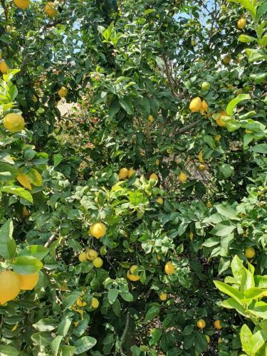 Lemon Tree Blossom-????? ?? ??????
