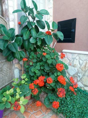 Bed & Breakfast Accuss�