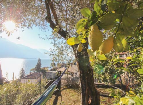 Ulivolimone Apartment