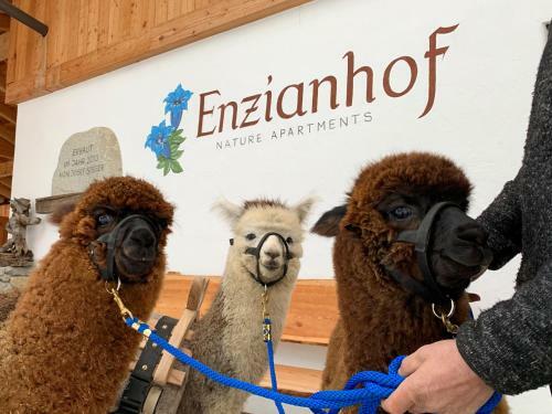 Agroturismo Enzianhof - Nature Apartments